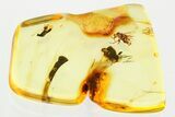 Two Fossil Scuttle Flies (Phoridae) In Baltic Amber #372606-1